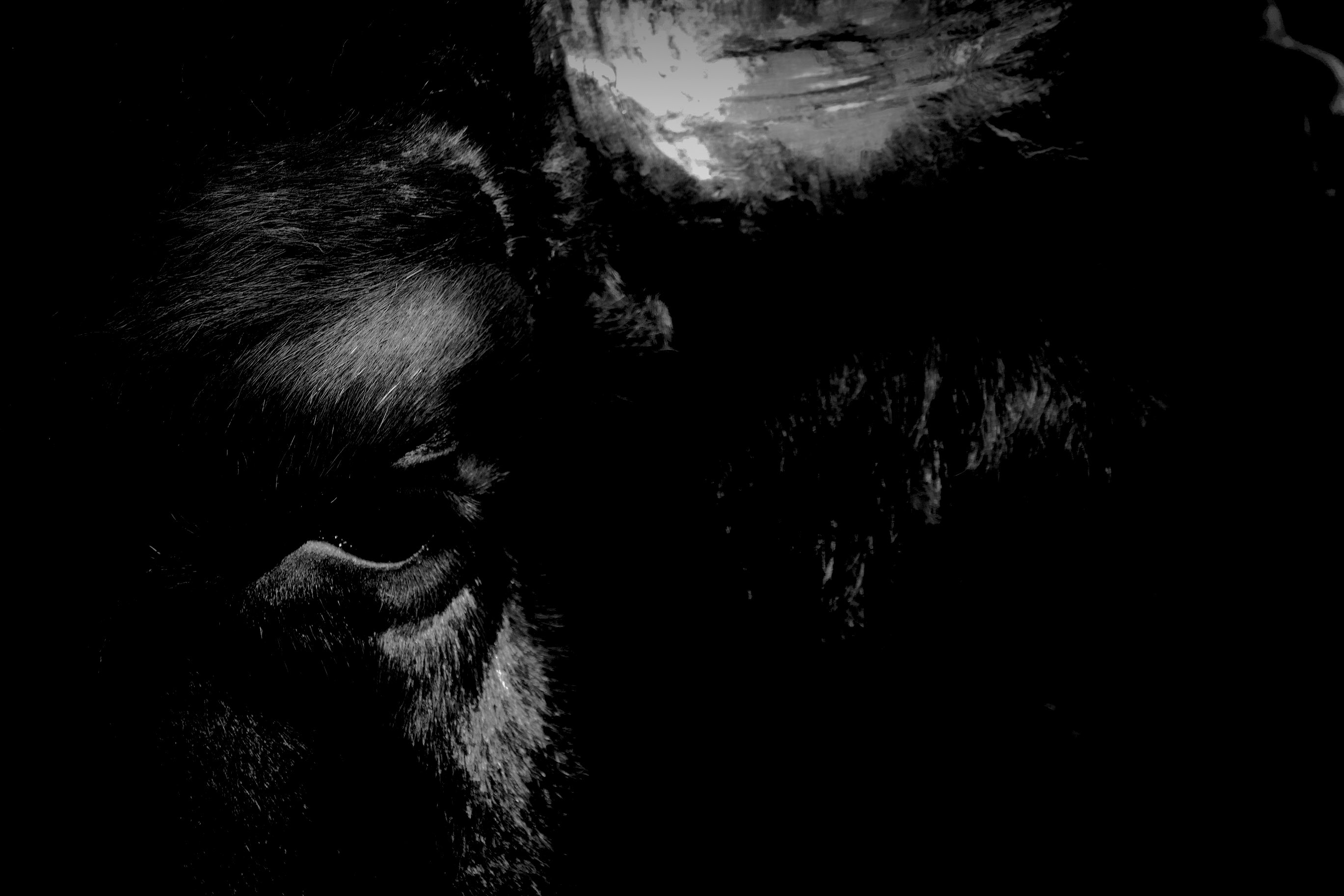 Black-and-white close portrait of a bull